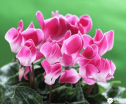 仙客来的花语是什么？仙客来花语及传说你知道吗？