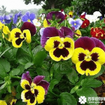 三色堇的花语是什么？三色堇的花语及传说介绍！