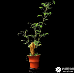 凤尾竹在家庭的寓意是什么？放在家中好看也有吉祥的寓意啊！