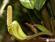 金钱树开花是什么预兆？你见过金钱树开花吗？