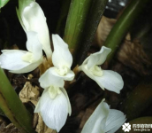 青苹果竹芋的花语介绍！青苹果竹芋可不是只有好看的叶子哦！