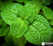 薄荷的养殖方法和注意事项介绍！知道这些就不用担心养不好薄荷了！