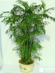 散尾葵与凤尾竹的区别是什么？看了这些其实它们是很容易区分的啊！