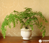 铁线蕨怎么剃头？不要舍不得“剃个头”铁线蕨会长得更好哦！