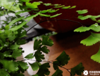 铁线蕨叶子发黑是什么原因？铁线蕨叶子发黑怎么办？