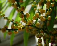 袖珍椰子开花吗？大多数人都不知道原来袖珍椰子是会开花的哦