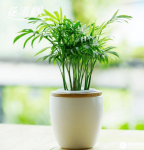 袖珍椰子有毒吗？看完这些你就知道能不能在室内养殖它了！