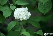 石楠花的花语大全！石楠花的花语你知道多少呢？