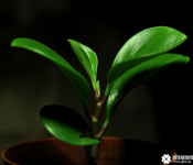 豆瓣绿有毒吗？很多养豆瓣绿的人都关心这个问题哦！
