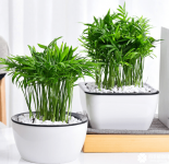 袖珍椰子怎么养长得快？原来是因为你没有这么做才导致它长不