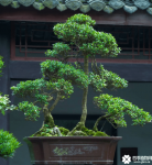 黄杨盆景造型技巧图解！手把手教你如何制作漂亮的黄杨盆景！