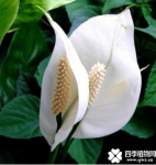 白掌和红掌的区别！你还认为它们只是颜色不同吗？