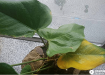 白掌叶子发黄怎么办？白掌叶子发黄的原因和处理方法介绍！
