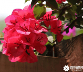 三角梅是哪个市的市花你知道吗？很早它就是这个市的市花哦！