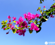 三角梅的花期介绍！三角梅花期管理的方法！