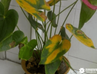 红掌的叶子发黄是什么原因和解决方法大全  让红掌叶子由黄转绿！