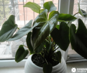 红掌不开花怎么办？早这么做红掌早开花啊！