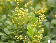 米兰花有毒吗？看完这些你就可以毫无顾虑的养米兰花了！