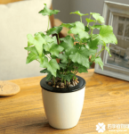 常春藤有毒吗？真相原来是这样!快点告诉你身边的人啊!
