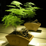 文竹放在哪里风水好呢？文竹虽然好看但位置可不能随便放啊。