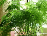 文竹怎么分株？文竹的分株方法介绍！