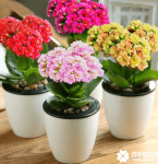 孕妇能养长寿花吗？长寿花对准妈妈的好处原来这么多哦！