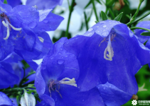紫罗兰是什么味道？就看紫罗兰的花就知道味道肯定很好闻啊！