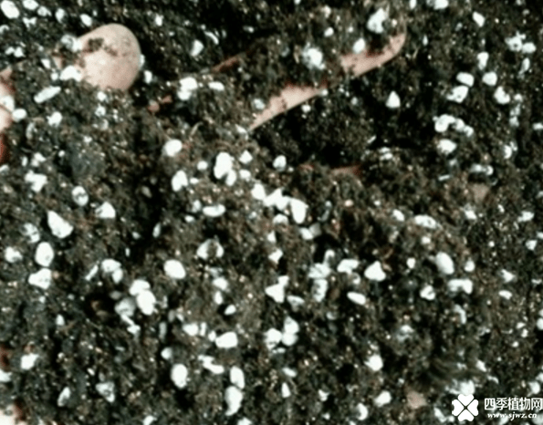 blob.png