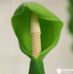 滴水观音开花吗？在北方的你估计都不知道哦！