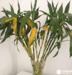 学会这几招轻松解决富贵竹冬天叶子发黄！快快看看啊！