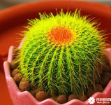 仙人球怎么养才不会那么“娇气”呢？