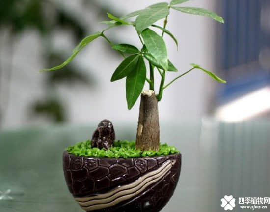 发财树盆景赏析(二)