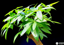 发财树在一年中不同的季节如何养护？发财树在春夏秋冬浇水有讲究