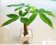 水培发财树的技术要点 如何养护水培发财树