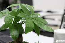 发财树怎么繁殖？发财树的繁殖方法和注意事项。