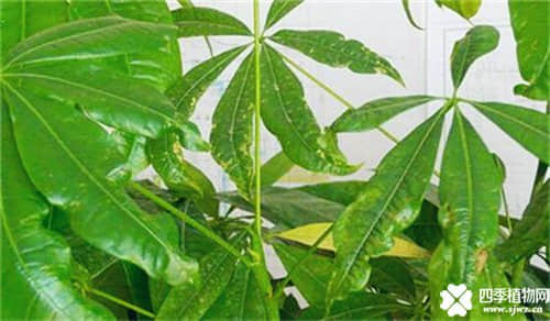 发财树叶子脱落最常见的10种原因及挽救办法