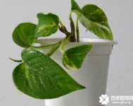 让绿萝快速长快的方法 怎么让绿萝快速生长