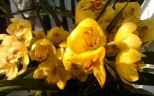 都是兰科植物大花蕙兰与虎头兰都有哪些异同点？