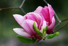 辛夷花一般几月开花，辛夷花的花语是什么，有什么寓意？