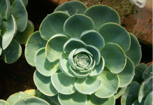 宝石花图片大全，令人眼花缭乱的宝石花家族!