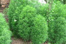 扫帚菜高清大图欣赏!扫帚菜大图大全!