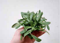 面条菜的图片大全!面条菜高清大图一览!