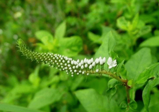 粉红珍珠菜图片