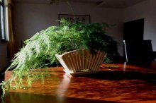 云竹的高清大图大全!云竹的大图大全!