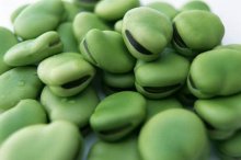 蚕豆图片大全!蚕豆高清大图欣赏!