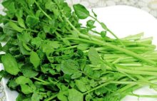 豆瓣菜图片大图大全！豆瓣菜高清图片大全！