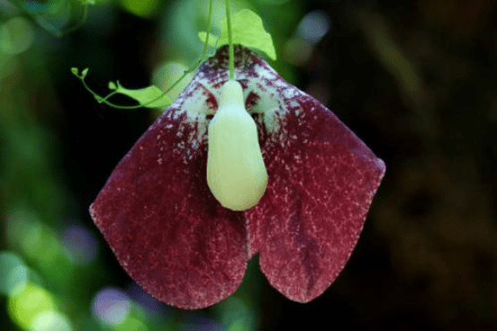 blob.png blob.png