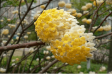 结香花高清大图一览！结香花图片大全！