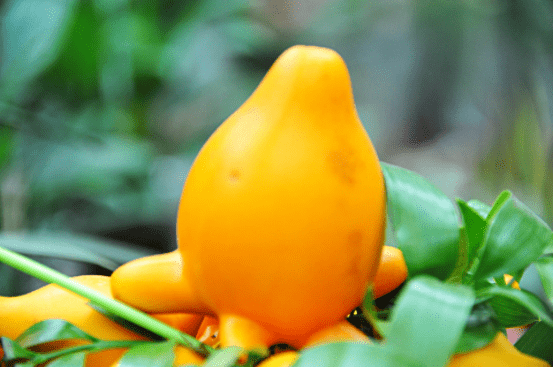 blob.png blob.png
