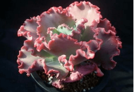 blob.png blob.png